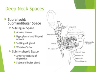 Deep Neck Spaces
 Suprahyoid:
Submandibular Space
 Sublingual Space
 Areolar tissue
 Hypoglossal and lingual
nerves
 Sublingual gland
 Wharton’s duct
 Submylohyoid Space
 Anterior bellies of
digastrics
 Submandibular gland
 