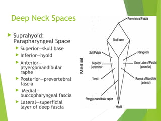 Deep Neck Spaces
 Suprahyoid:
Parapharyngeal Space
 Superior—skull base
 Inferior—hyoid
 Anterior—
ptyergomandibular
raphe
 Posterior—prevertebral
fascia
 Medial—
buccopharyngeal fascia
 Lateral—superficial
layer of deep fascia
 
