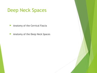 Deep Neck Spaces
 Anatomy of the Cervical Fascia
 Anatomy of the Deep Neck Spaces
 