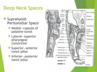 Deep Neck Spaces
 Suprahyoid:
Peritonsillar Space
 Medial—capsule of
palatine tonsil
 Lateral—superior
pharyngeal
constrictor
 Superior—anterior
tonsil pillar
 Inferior—posterior
tonsil pillar
 
