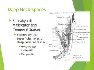 Deep Neck Spaces
 Suprahyoid:
Masticator and
Temporal Spaces
 Formed by the
superficial layer of
deep cervical fascia
 Masseter and
pterygoids
 Temporalis
 