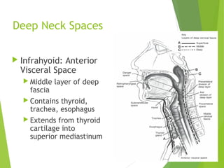 Deep Neck Spaces
 Infrahyoid: Anterior
Visceral Space
 Middle layer of deep
fascia
 Contains thyroid,
trachea, esophagus
 Extends from thyroid
cartilage into
superior mediastinum
 