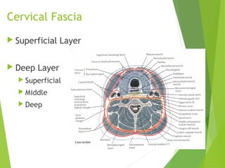 Cervical Fascia
 Superficial Layer
 Deep Layer
 Superficial
 Middle
 Deep
 