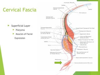 Cervical Fascia
 Superficial Layer
 Platysma
 Muscles of Facial
Expression
 
