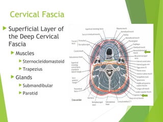 Cervical Fascia
 Superficial Layer of
the Deep Cervical
Fascia
 Muscles
 Sternocleidomastoid
 Trapezius
 Glands
 Submandibular
 Parotid
 