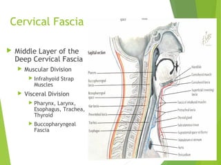 Cervical Fascia
 Middle Layer of the
Deep Cervical Fascia
 Muscular Division
 Infrahyoid Strap
Muscles
 Visceral Division
 Pharynx, Larynx,
Esophagus, Trachea,
Thyroid
 Buccopharyngeal
Fascia
 