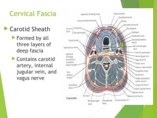 Cervical Fascia
 Carotid Sheath
 Formed by all
three layers of
deep fascia
 Contains carotid
artery, internal
jugular vein, and
vagus nerve
 