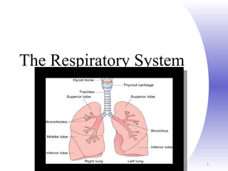 Chapter 22, Respiratory System 1
The Respiratory System
 
