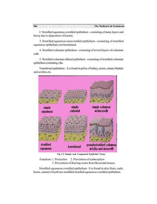 Anatomy | PDF