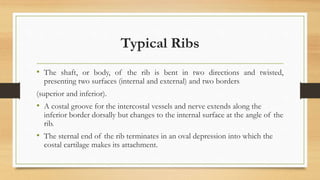 Anatomy of Thorax | PPTX