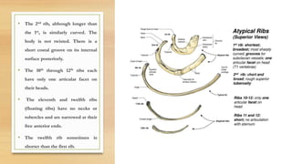 Anatomy of Thorax | PPTX