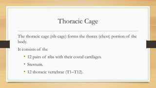 Anatomy of Thorax | PPTX