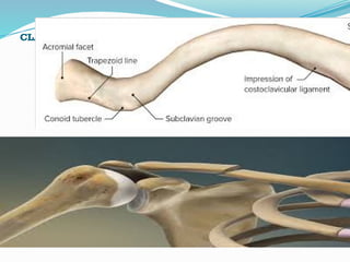 Anatomy of the Upper Limb with pictures and references | PPTX