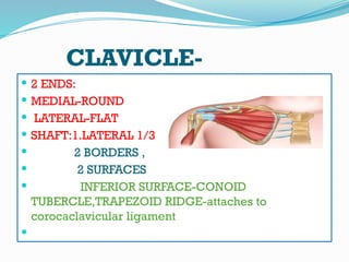 Conoid Ridge Anatomy of the Upper Limb with pictures and references | PPTX