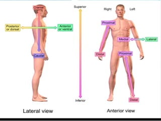 Limbs Reference Anatomy of the Upper Limb with pictures and references | PPTX