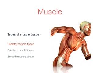 Muscle
Types of muscle tissue -
 
Skeletal muscle tissue
Cardiac muscle tissue
Smooth muscle tissue
 