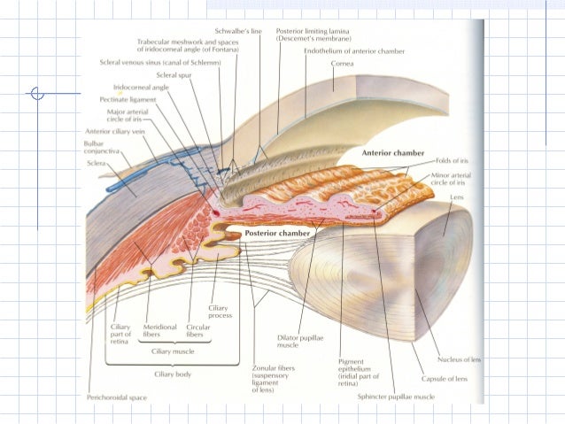 Anatomy of Lens : Ophthalmology