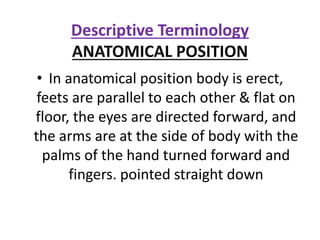 Descriptive Terminology
ANATOMICAL POSITION
• In anatomical position body is erect,
feets are parallel to each other & flat on
floor, the eyes are directed forward, and
the arms are at the side of body with the
palms of the hand turned forward and
fingers. pointed straight down
 