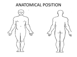 ANATOMICAL POSITION
 