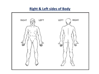 Right & Left sides of Body
 