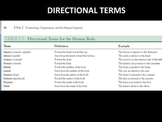 DIRECTIONAL TERMS
 