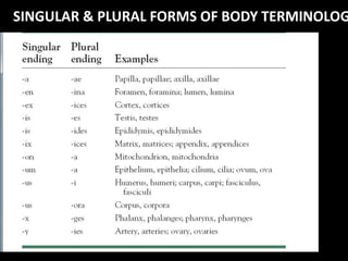 SINGULAR & PLURAL FORMS OF BODY TERMINOLOG
 