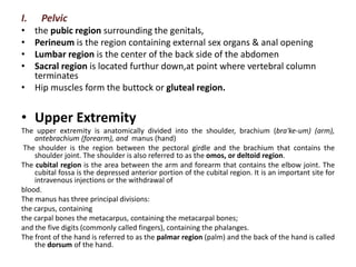 I. Pelvic
• the pubic region surrounding the genitals,
• Perineum is the region containing external sex organs & anal opening
• Lumbar region is the center of the back side of the abdomen
• Sacral region is located furthur down,at point where vertebral column
terminates
• Hip muscles form the buttock or gluteal region.
• Upper Extremity
The upper extremity is anatomically divided into the shoulder, brachium (bra'ke-um) (arm),
antebrachium (forearm), and manus (hand)
The shoulder is the region between the pectoral girdle and the brachium that contains the
shoulder joint. The shoulder is also referred to as the omos, or deltoid region.
The cubital region is the area between the arm and forearm that contains the elbow joint. The
cubital fossa is the depressed anterior portion of the cubital region. It is an important site for
intravenous injections or the withdrawal of
blood.
The manus has three principal divisions:
the carpus, containing
the carpal bones the metacarpus, containing the metacarpal bones;
and the five digits (commonly called fingers), containing the phalanges.
The front of the hand is referred to as the palmar region (palm) and the back of the hand is called
the dorsum of the hand.
 