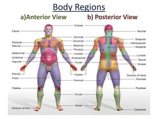Body Regions
a)Anterior View b) Posterior View
 