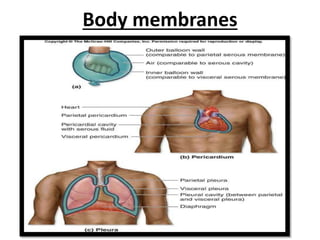 Body membranes
 