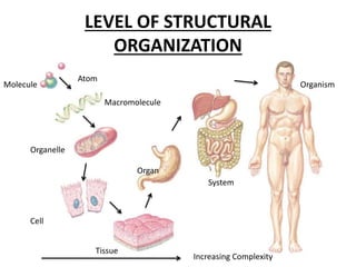 LEVEL OF STRUCTURAL
ORGANIZATION
Atom
Molecule
Macromolecule
Organelle
Cell
Tissue
Organ
System
Organism
Increasing Complexity
 