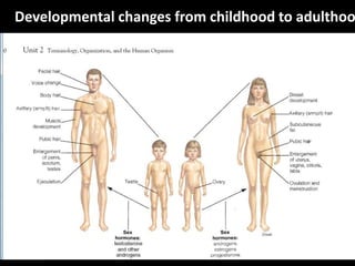 Developmental changes from childhood to adulthoo
 