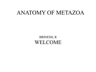 ANATOMY OF METAZOA
BRINESH, R
WELCOME
 