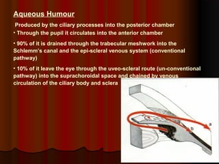 Aqueous Humour
Produced by the ciliary processes into the posterior chamber
• Through the pupil it circulates into the anterior chamber
• 90% of it is drained through the trabecular meshwork into the
Schlemm’s canal and the epi-scleral venous system (conventional
pathway)
• 10% of it leave the eye through the uveo-scleral route (un-conventional
pathway) into the suprachoroidal space and chained by venous
circulation of the ciliary body and sclera

 