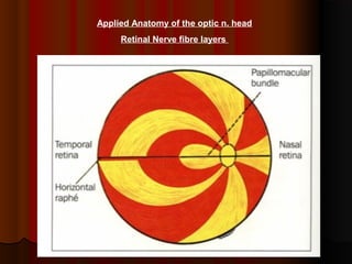 Applied Anatomy of the optic n. head
Retinal Nerve fibre layers

 