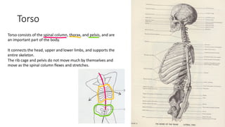 Anatomy for Art