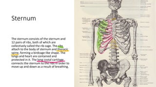 Anatomy for Art