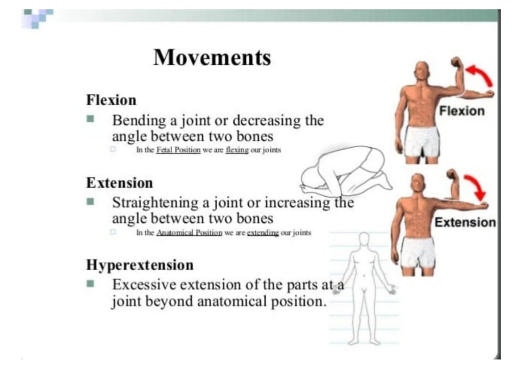 Anatomy