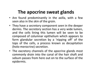 Anatomy.pdf