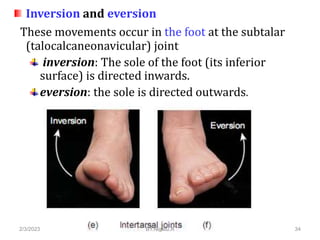Foot Inward Inversion Introduction to human anatomy | PPTX