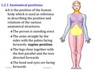 Human Body Regions
• The human body region is divided in to two major
regions:
1. Axial body regions
2. Appendicular body ...