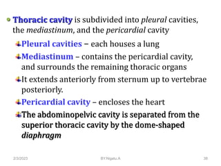  Abdominopelvic cavity composed of two
subdivisions
Abdominal cavity – contains the stomach,
intestines, spleen, liver, a...