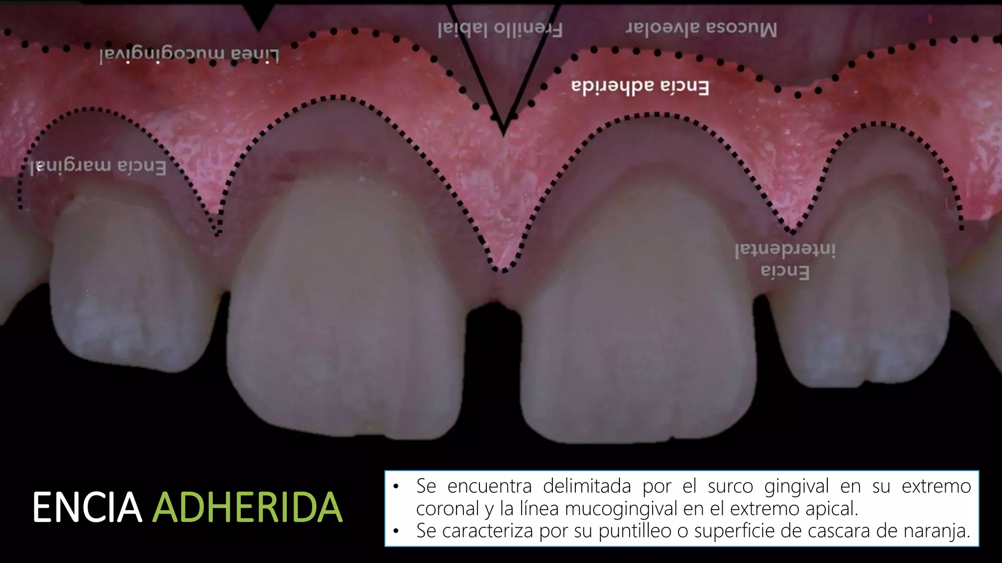 ANATOMIA PERIODONTAL.pptx