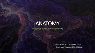 ANATOMY
PRINCIPIOS DE CIRUGIA PERIODONTAL
JORGE EDUARDO AGUIRRE JUÁREZ
DRA. MARTHA AGUADO ARZOLA
 