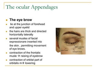 The ocular Appendages
 The eye brow
 lie at the junction of forehead
and upper eyelid
 the hairs are thick and directed
horizontally laterally
 several musles of facial
expressionare inserted into
the skin , permitting movement
of eye brows.
 contraction of the frontalis
musle  raising of eyebrow
 contraction of orbital part of
orbitalis m lowering
 
