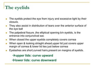 The eyelids
 The eyelids protect the eye from injury and excessive light by their
closure.
 They also assist in distribution of tears over the anterior surface of
the eye ball
 The palpebral fissure ,the elliptical opening b/n eyelids, is the
entrance into conjunctival sac
 When closed the upper eyelids completely covers cornea
 When open & looking striaght ahead,upper lid just covers upper
margin of cornea & lower lid lies just below cornea
 Eyelashes are short,curved hairs,present on margins of eyelids.
upper lids: curve upward
lower lids: curve downward
 