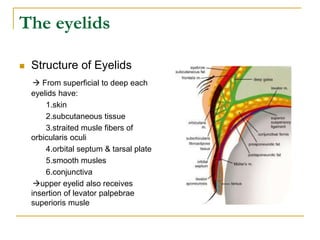 The eyelids
 Structure of Eyelids
 From superficial to deep each
eyelids have:
1.skin
2.subcutaneous tissue
3.straited musle fibers of
orbicularis oculi
4.orbital septum & tarsal plate
5.smooth musles
6.conjunctiva
upper eyelid also receives
insertion of levator palpebrae
superioris musle
 