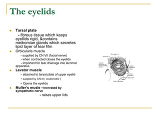 The eyelids
 Tarsal plate
- fibrous tissue which keeps
eyellids rigid, &contains
meibomian glands which secretes
lipid layer of tear film
 Orbicularis muscle
- supplied by CN VII (facial nerve)
- when contracted closes the eyelids
- important for tear drainage into lacrimal
apparatus
 Levator muscle
- attached to tarsal plate of upper eyelid
- supplied by CN III ( oculomotor )
- Opens the eyelids
 Muller’s musle –inervated by
sympathetic nerve
- raises upper lids
 