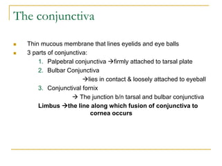 The conjunctiva
 Thin mucous membrane that lines eyelids and eye balls
 3 parts of conjunctiva:
1. Palpebral conjunctiva firmly attached to tarsal plate
2. Bulbar Conjunctiva
lies in contact & loosely attached to eyeball
3. Conjunctival fornix
 The junction b/n tarsal and bulbar conjunctiva
Limbus the line along which fusion of conjunctiva to
cornea occurs
 