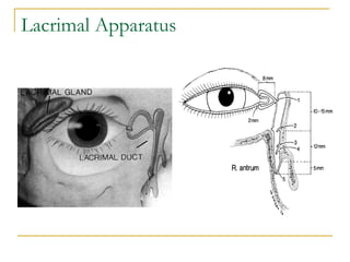 Lacrimal Apparatus
 