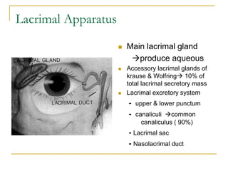 Lacrimal Apparatus
 Main lacrimal gland
produce aqueous
 Accessory lacrimal glands of
krause & Wolfring 10% of
total lacrimal secretory mass
 Lacrimal excretory system
- upper & lower punctum
- canaliculi common
canaliculus ( 90%)
- Lacrimal sac
- Nasolacrimal duct
 